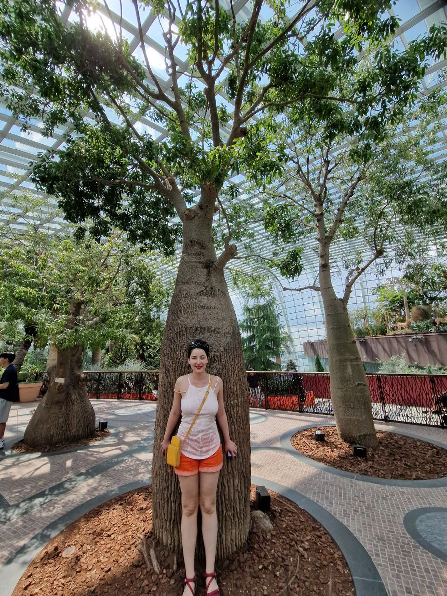 Бутылочное дерево