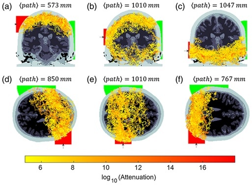    Свет проникает в голову на разную глубину.Radford et al., Neurophotonics, 2025
