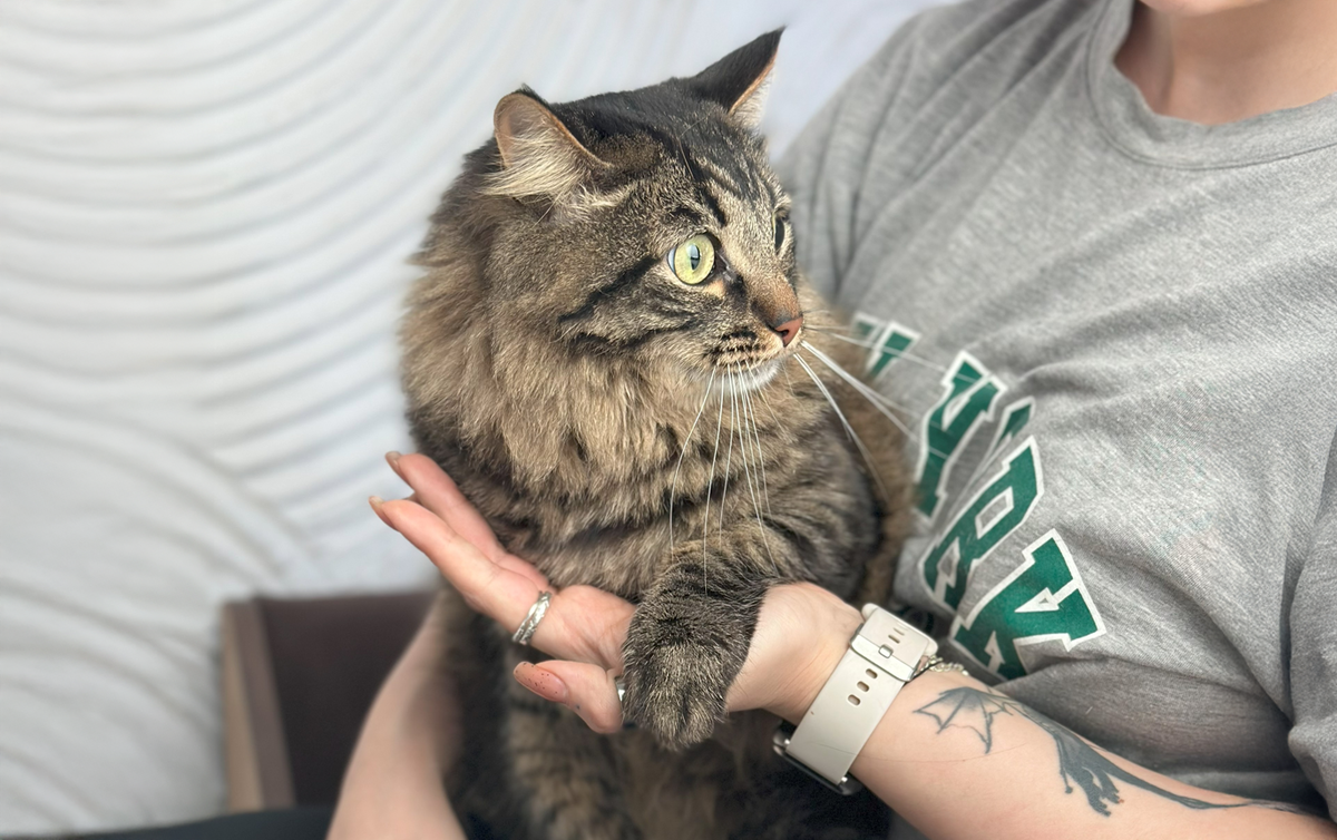 Уход за длинношерстной кошкой: как не утонуть в шерсти и остаться в добром здравии / Изображение: AlphaPet