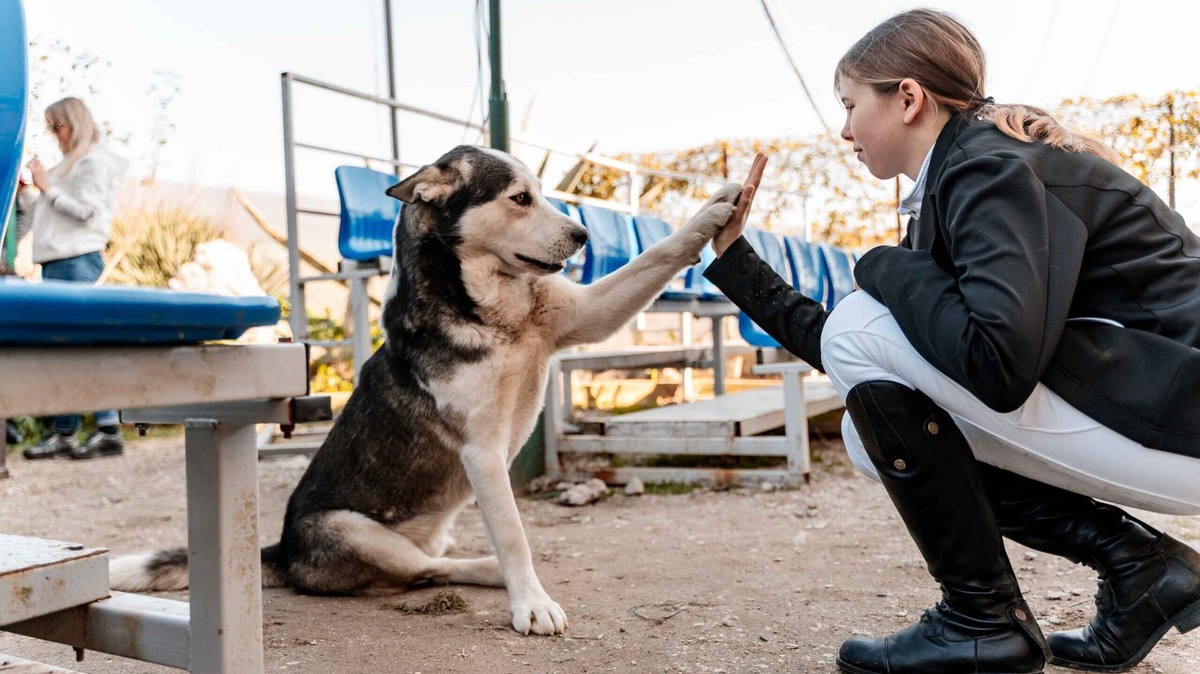    Волонтёры помогают животным найти дом. Фото: Добро.рф