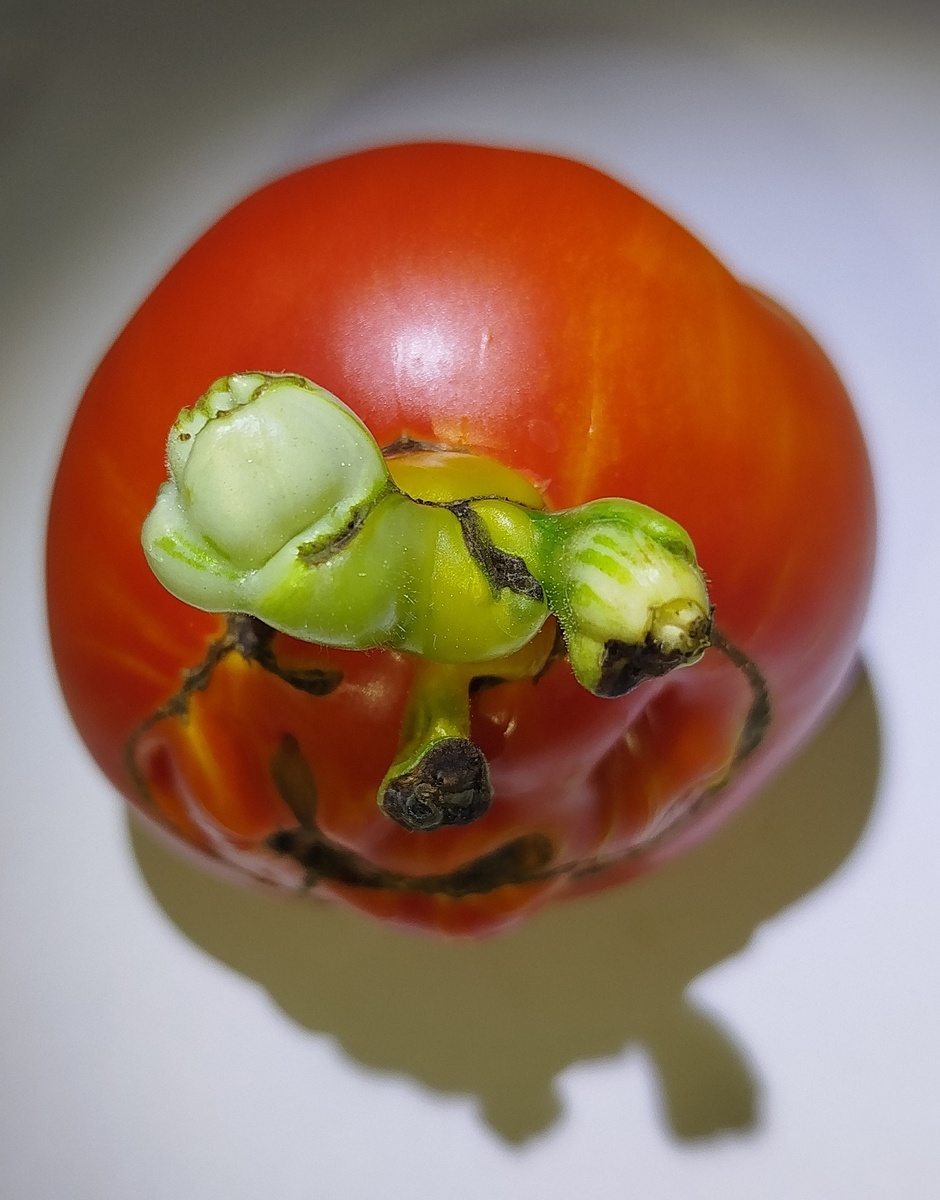 В свете софита)