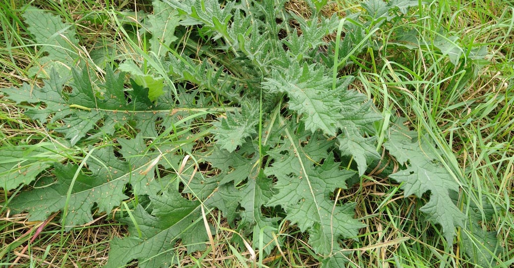 Химическая борьба с сорняками: какие средства действуют на корни (и стоит ли их применять)