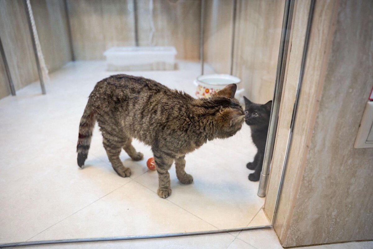 Кошки живут вместе, как семья. Предоставлено героем публикации 