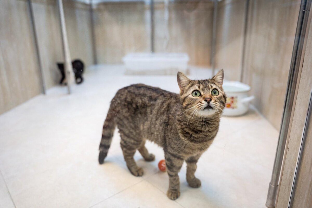 Талант кошки в надёжных руках @Предоставлено героем публикации