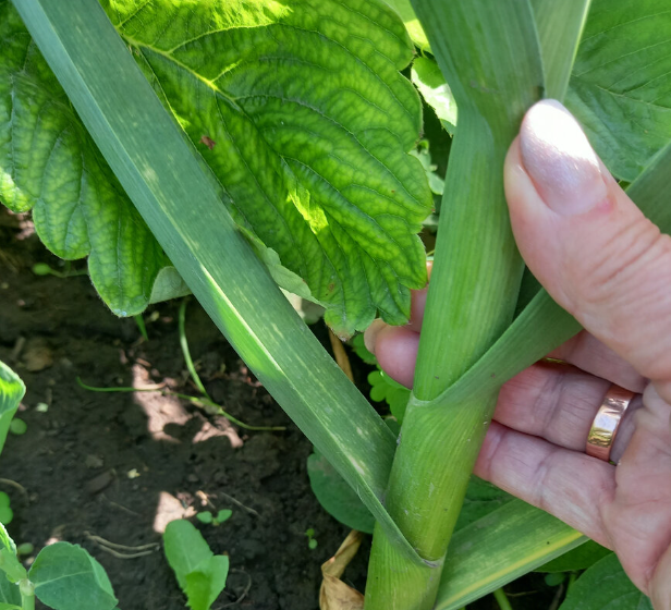 такой стебель обещает крупную луковицу