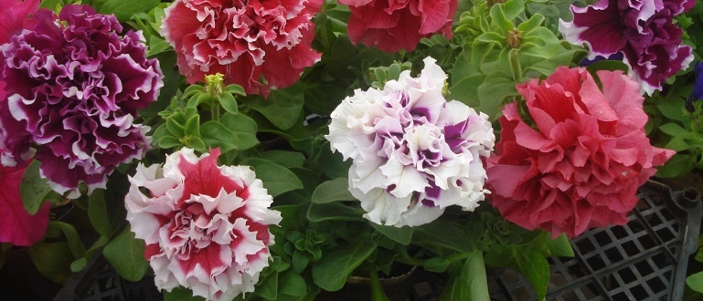 Цветы петуния - находка для цветовода