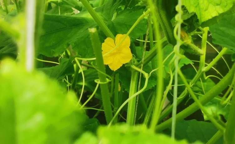 Завязь огурцов желтеет и опадает – чем исправить
