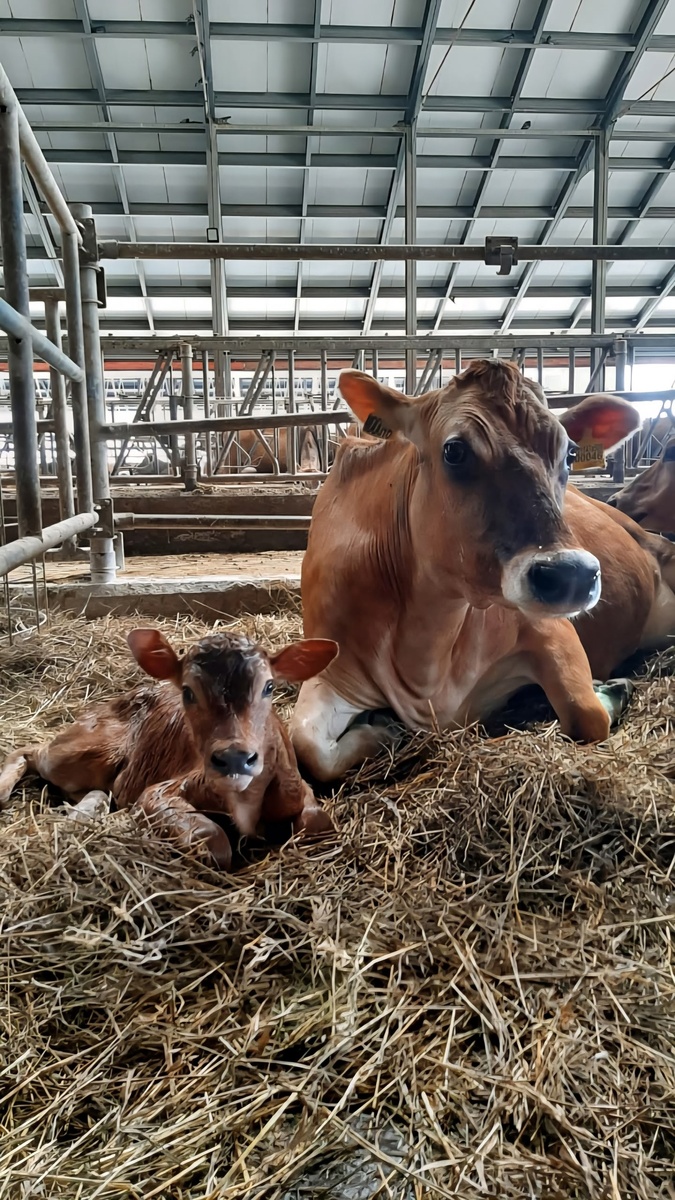 здоровая мать - здоровое дитя)