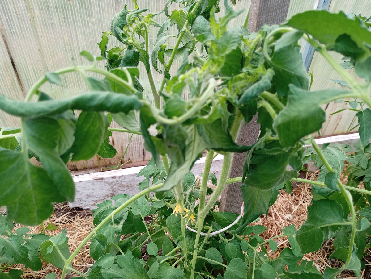 Помидоры, фото автора.