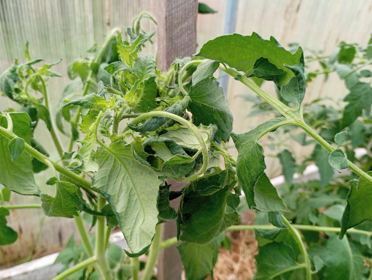 Помидоры, фото автора.