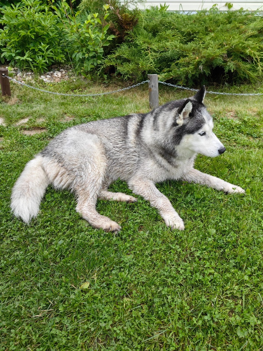 Хаски девочка, потерялась