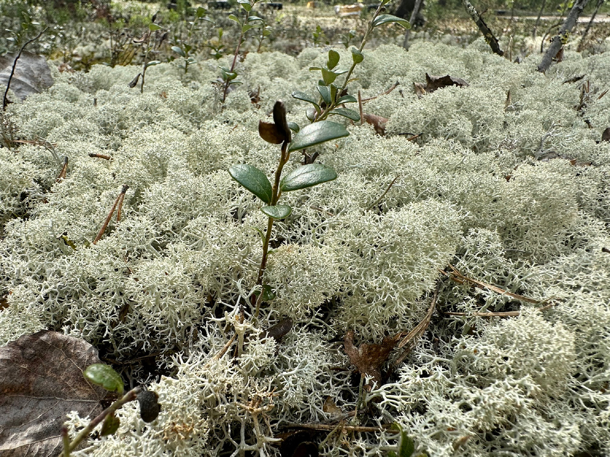 Олений мох - ягель.