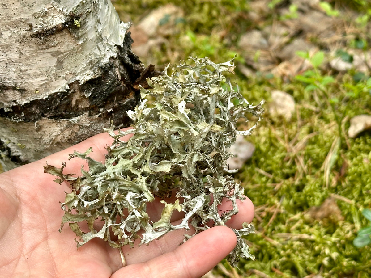 Лишайник.