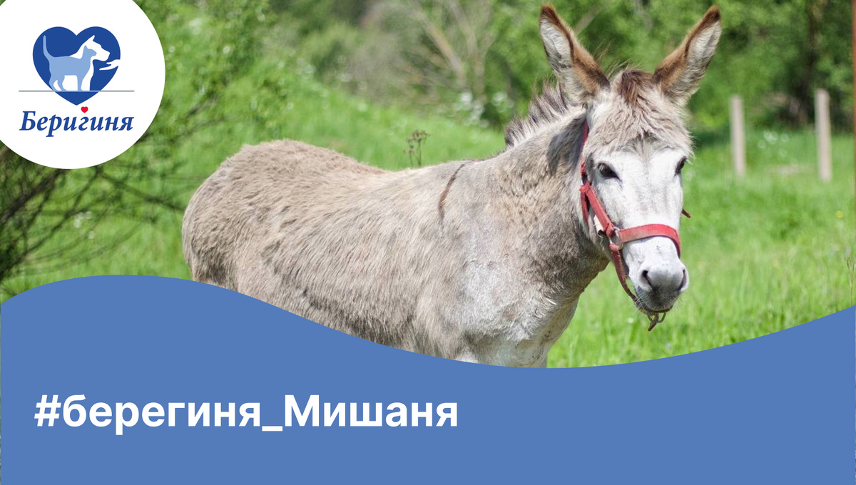 #берегиня_Мишаня