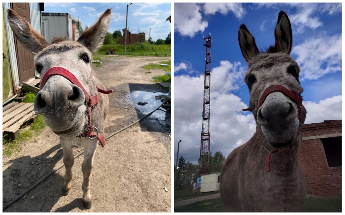 #БЕРЕГИНЯ_КОПЫТА и сельхозка