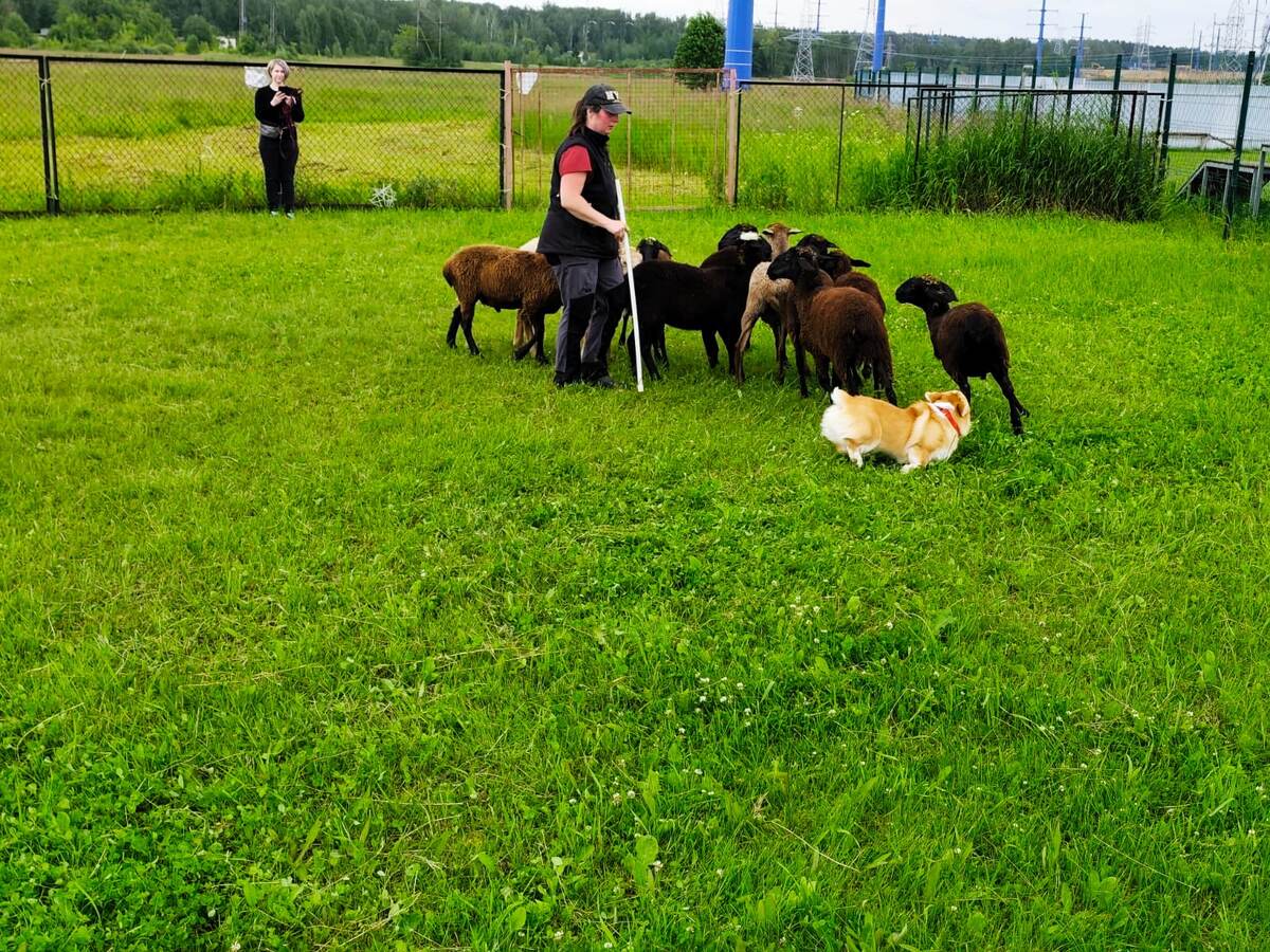 22 июня на базе кинологического центра «Атаман» состоялось тестирование собак на наличие пастушьего инстинкта (ТПИ)