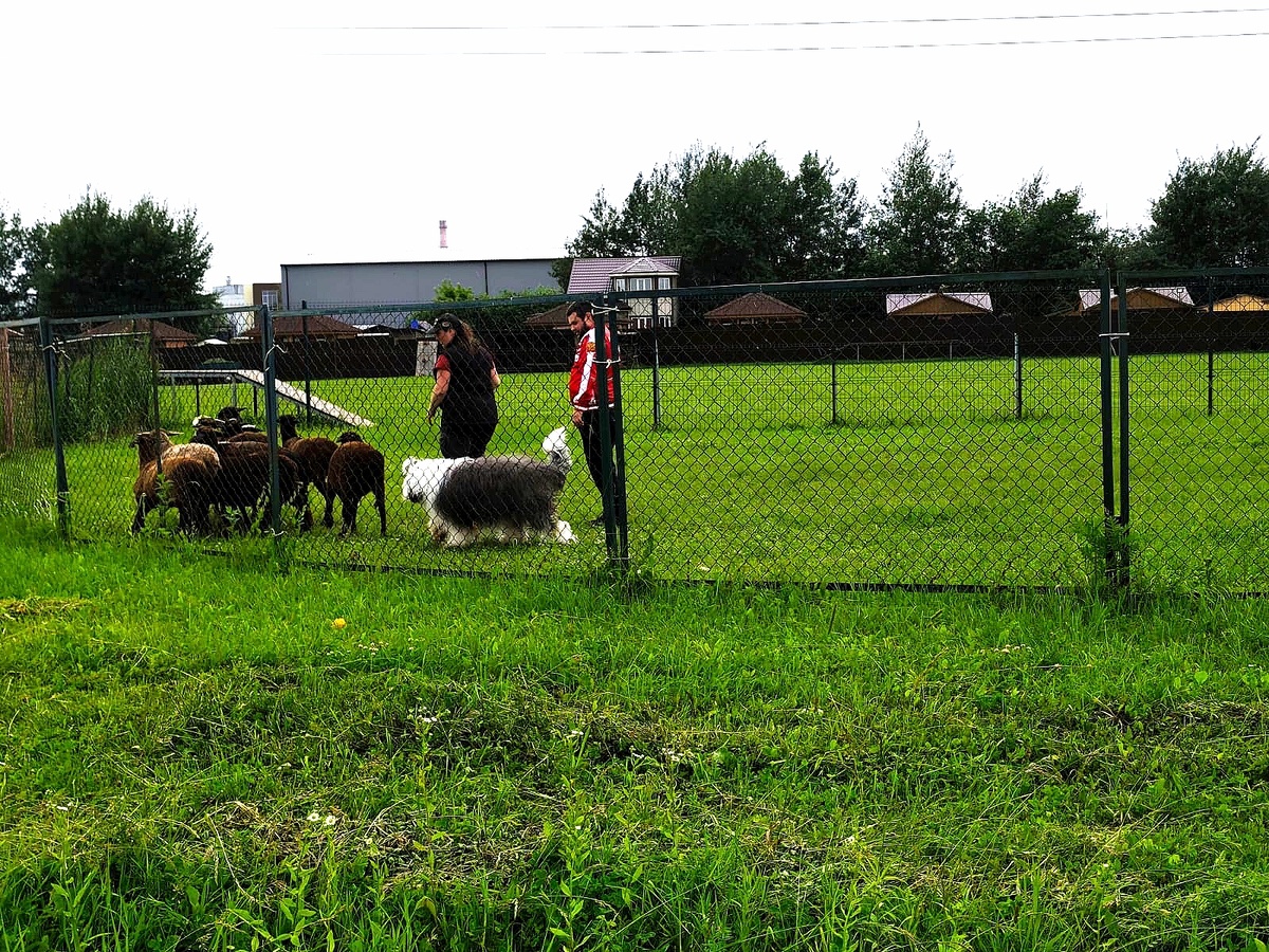 Тестирование на  наличие пастушьего инстинкта спроходит в два этапа: проверка поведения собаки и проверка пастушьего инстинкта