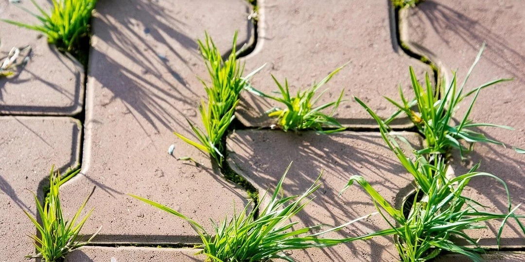 Как я избавился от травы между плиток за сутки: делюсь рабочими способами