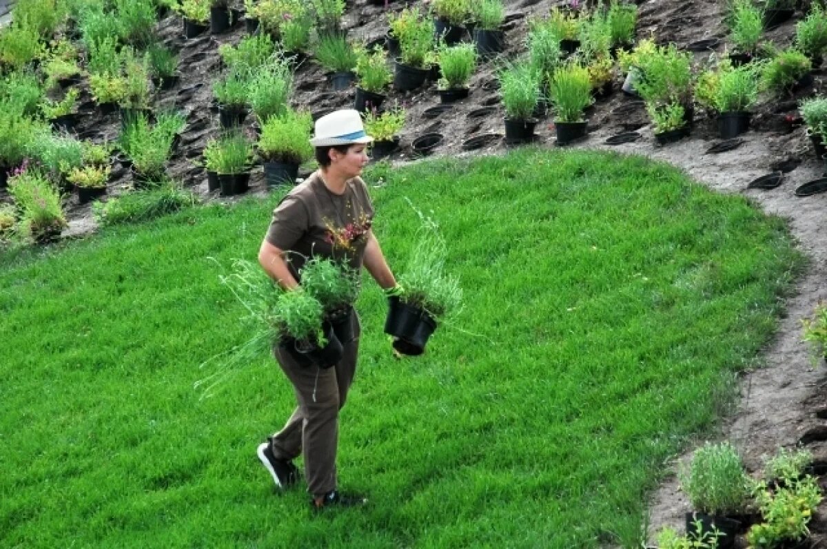    Новосибирск ждет масштабное озеленение нынешним летом