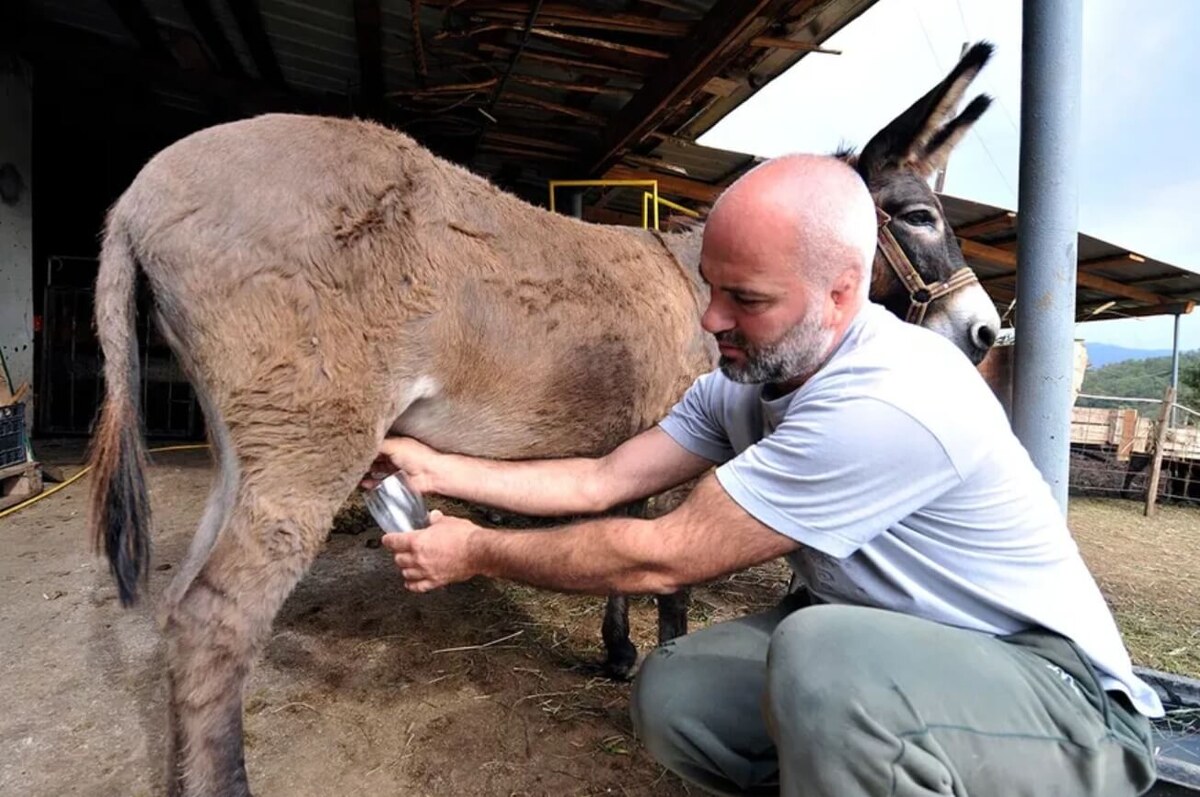    Сыр Пуле делают из молока ослиц. Источник: www.ixbt.com