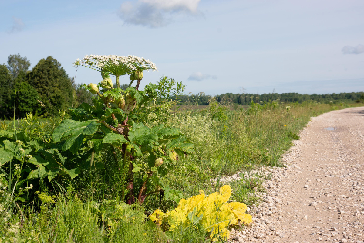 Борщевик Сосновского у дороги