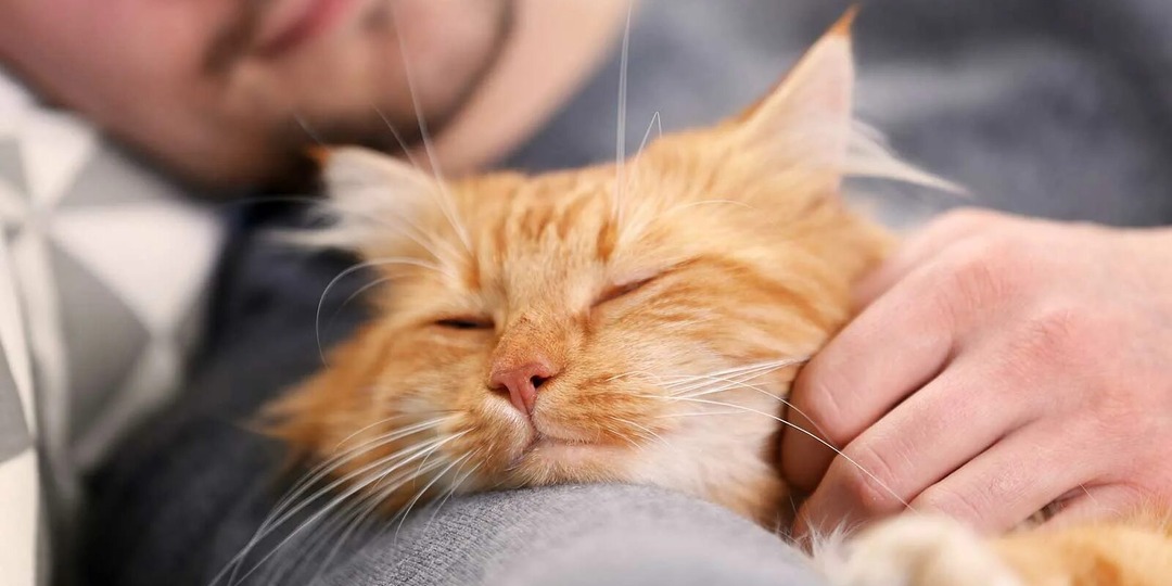 Почему человек так сильно привязывается к кошке