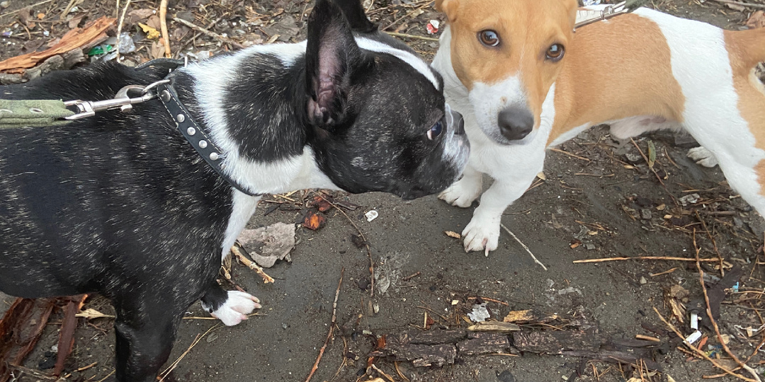 Ревность у французского бульдога.