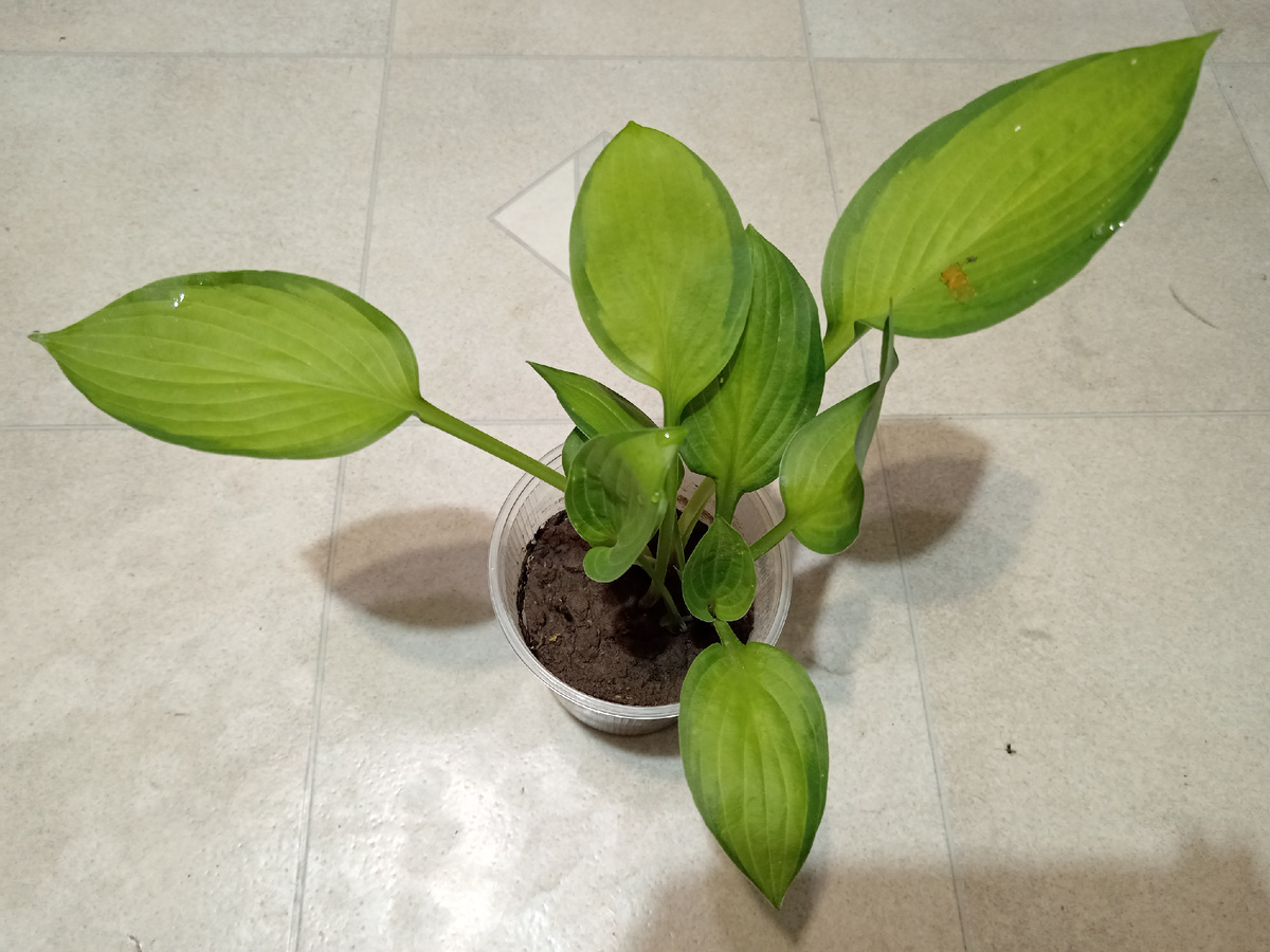 Хоста. Название неизвестно.