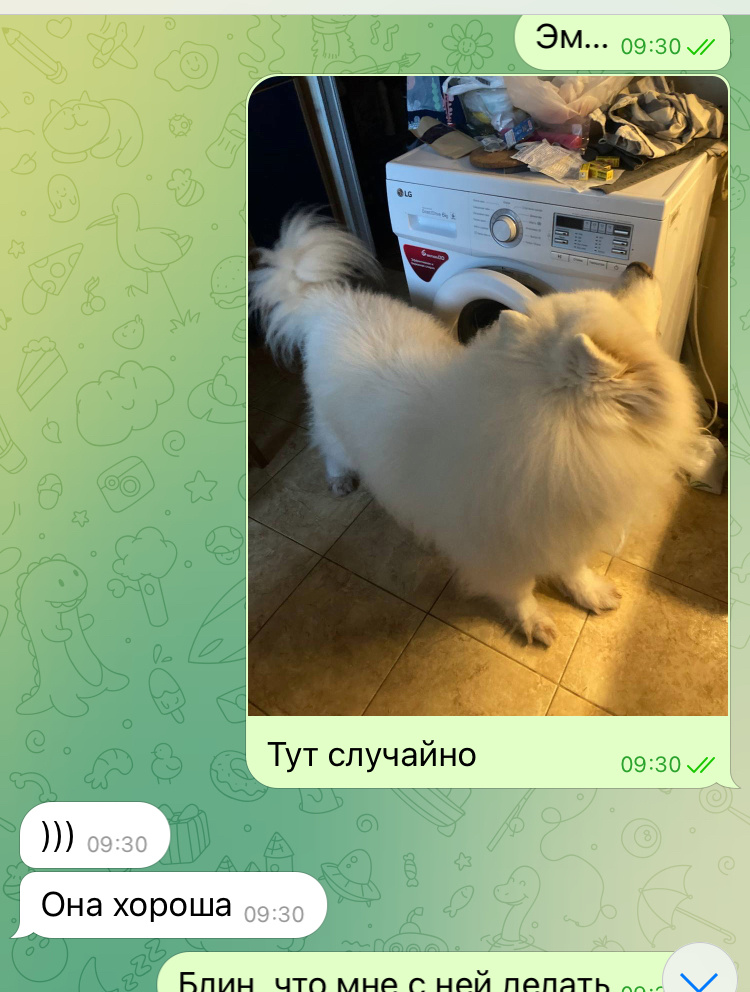 Панические сообщения мужу, что мне делать с огромной волосатой собакой