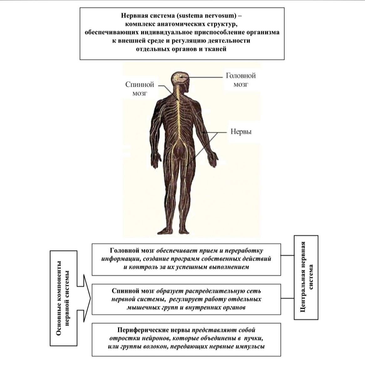 ✍Нервная система - это очень важный орган, который отвечает за управление всеми процессами в организме человека. 

📍Она состоит из множества нервных клеток, которые передают сигналы от одной части тела к другой.

✅ Нервная система контролирует работу всех органов и систем, а также обеспечивает связь с внешним миром.

💫Нервная система играет очень важную роль в жизни человека. 

📍Она отвечает за наши эмоции, чувства, мысли и поведение. 

✅Если нервная система работает неправильно, то это может привести к различным заболеваниям и проблемам со здоровьем. 

✍Поэтому очень важно следить за своим здоровьем и не допускать нарушений в работе нервной системы.