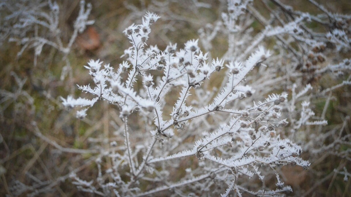     Источник: 1MI