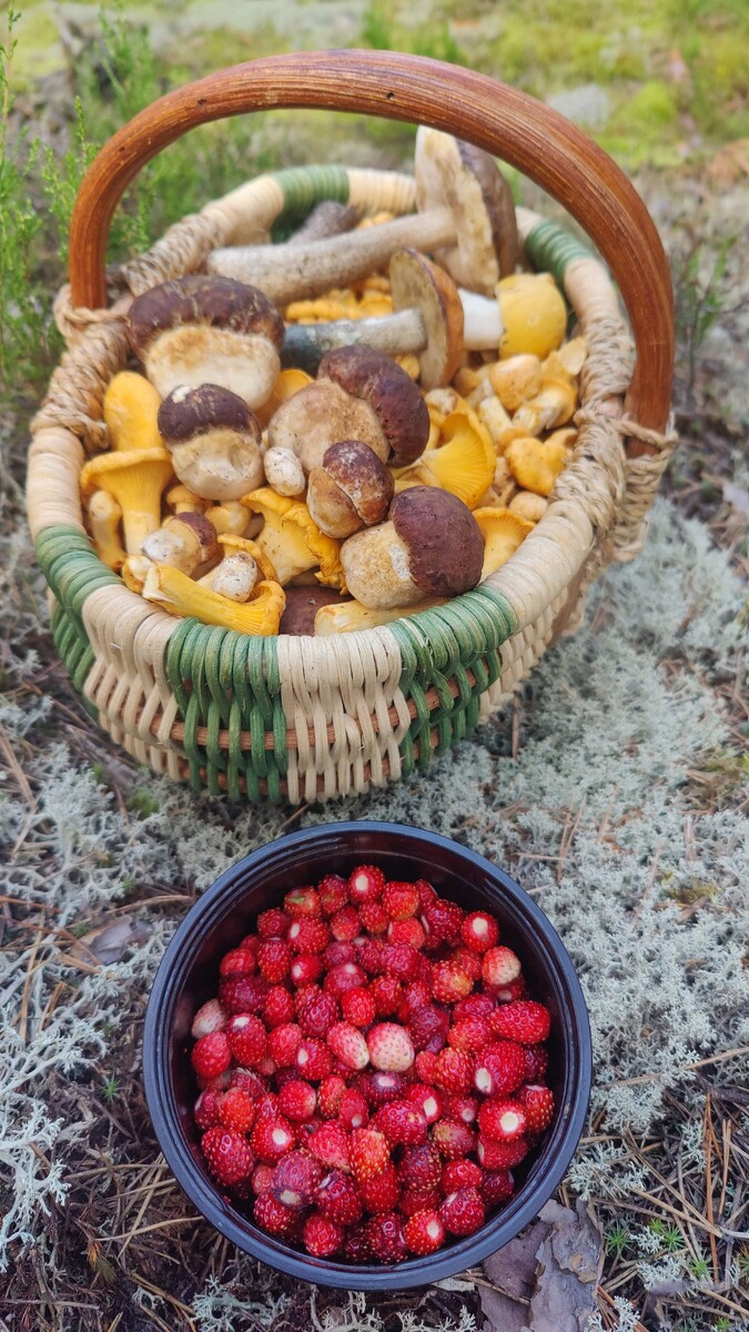 Дилема: ягоды или грибы. Фото автора.