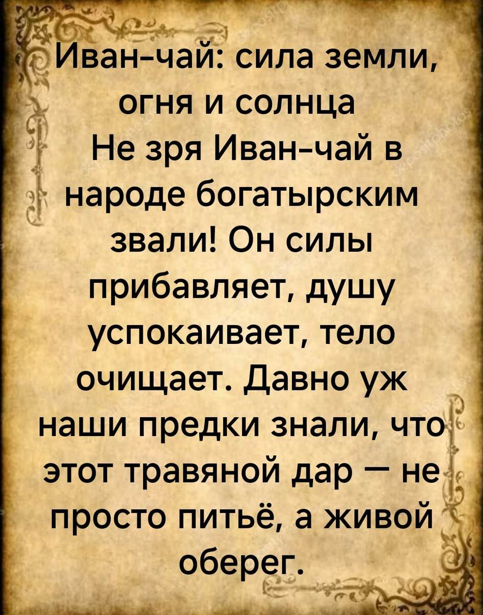 Иван чай, он же кипрей. Время сбора.