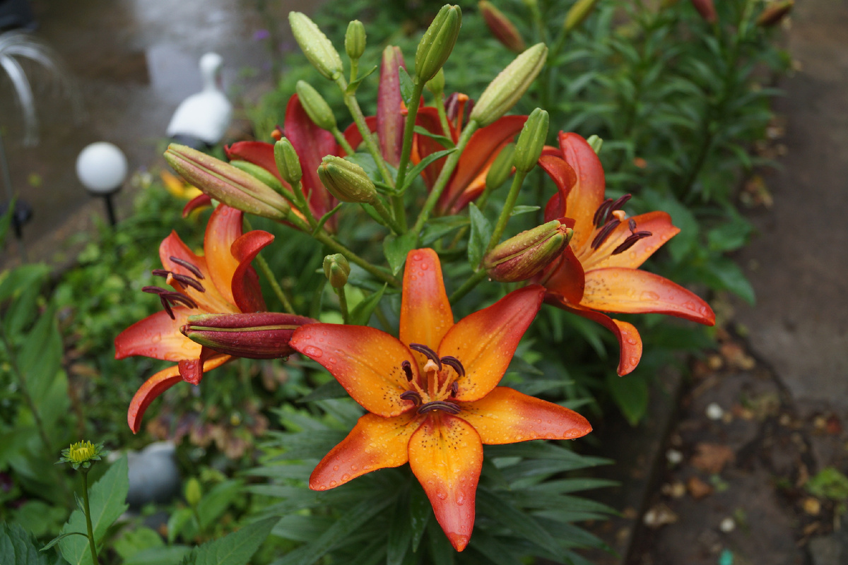 фото автора -мои лилички