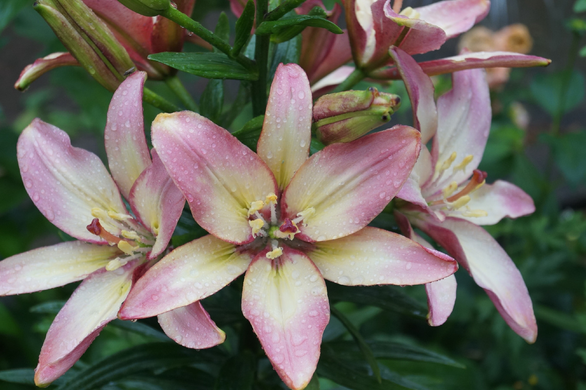 фото автора - мои лилички