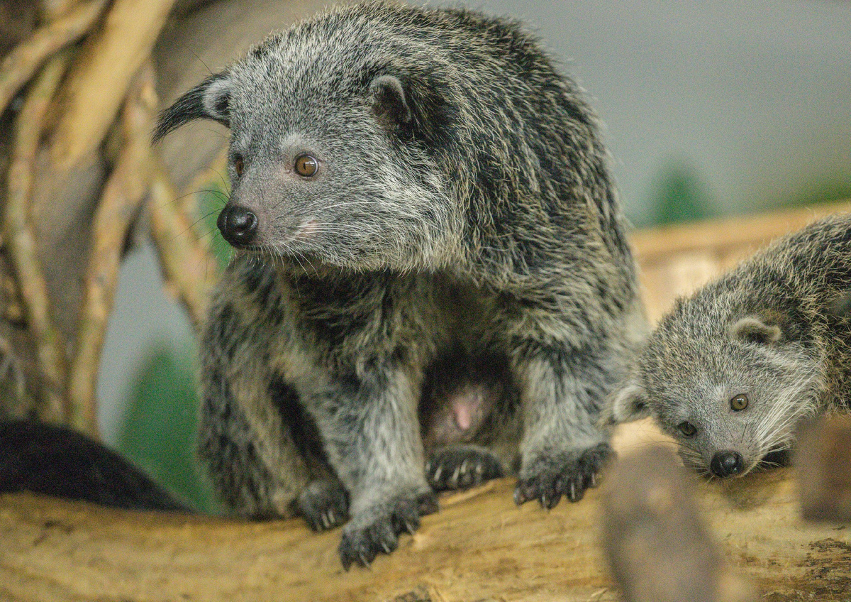 Бинтуронги в Новосибирском зоопарке имени Шило фото А. Лаптенко