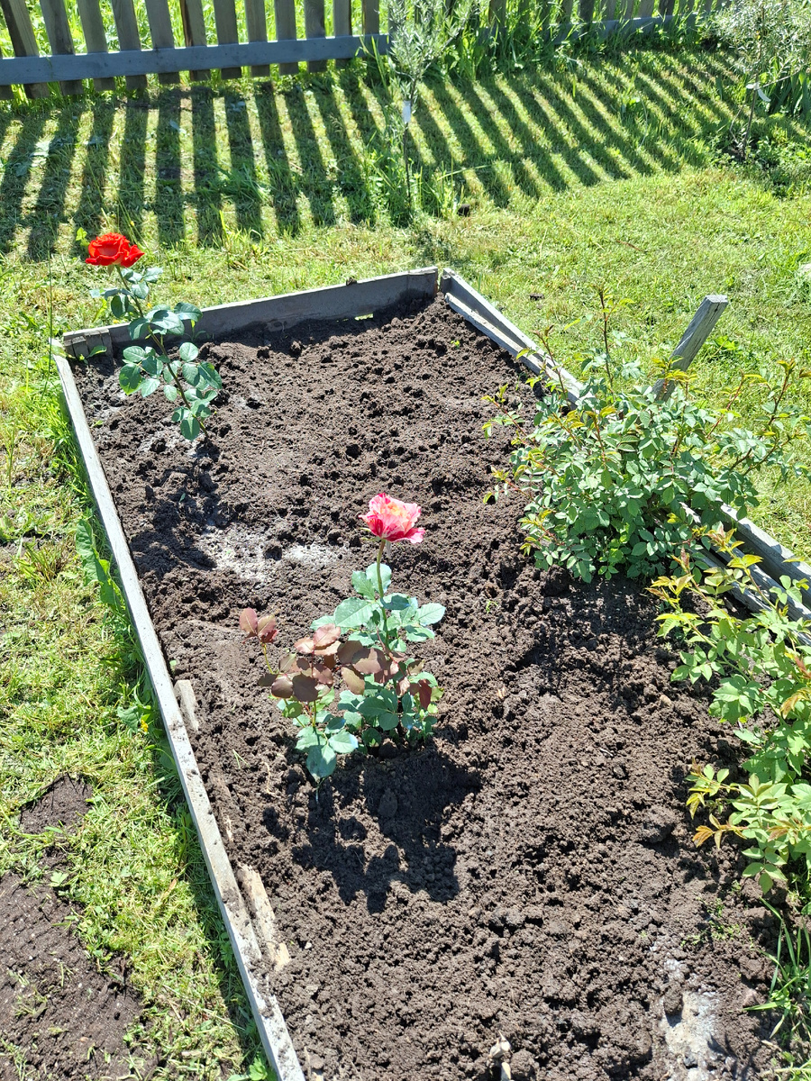 Фото автора. Грустновато выглядит моя клумба с розами. Еще , наверное, куплю парочку. Что же не так я делала, что столько кустов роз у меня погибли после зимы?