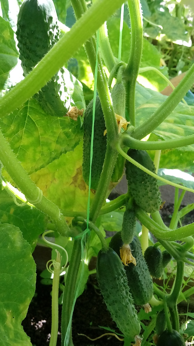 Огуречная галерея ))