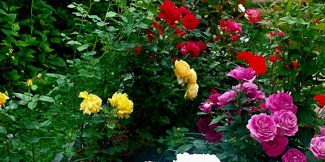 Блестящее цветение роз гарантирую