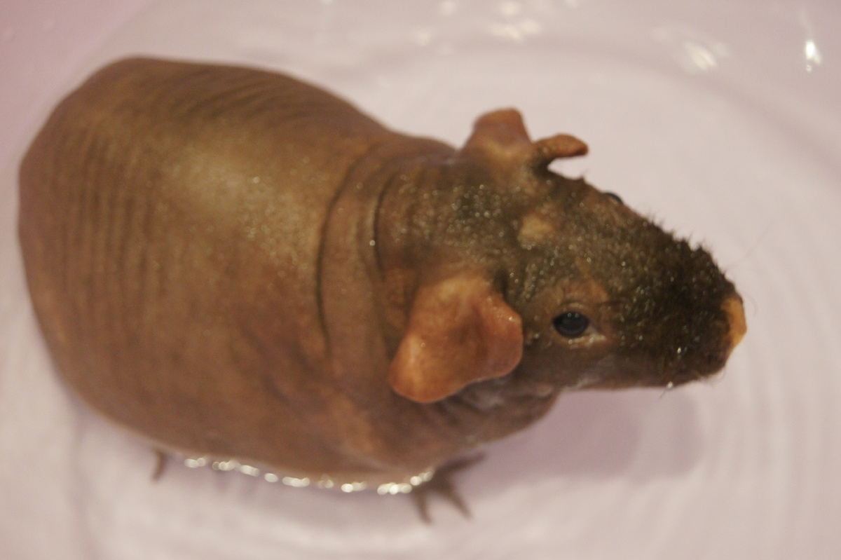 Это наш Рудольф принимает ванну.