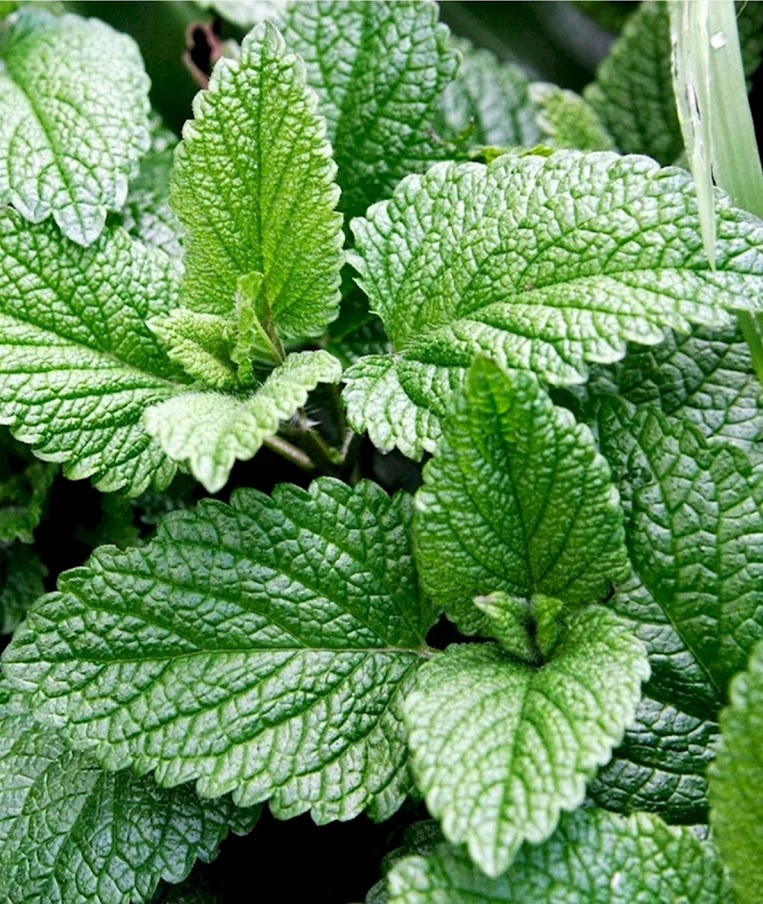 Мята бывает настолько разная, что увидев разнообразие фотографий мяты в интернете растерялась. Мне понрвились листики на этой фотографии,будем стремиться повторить.