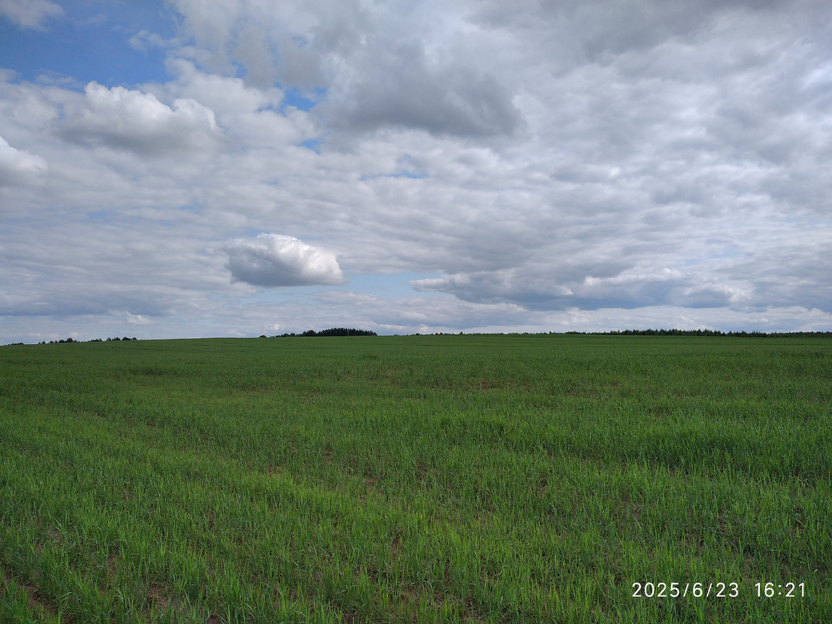 Поля, рядом м деревней Верхней Талицей около Воткинска (моя фотография)