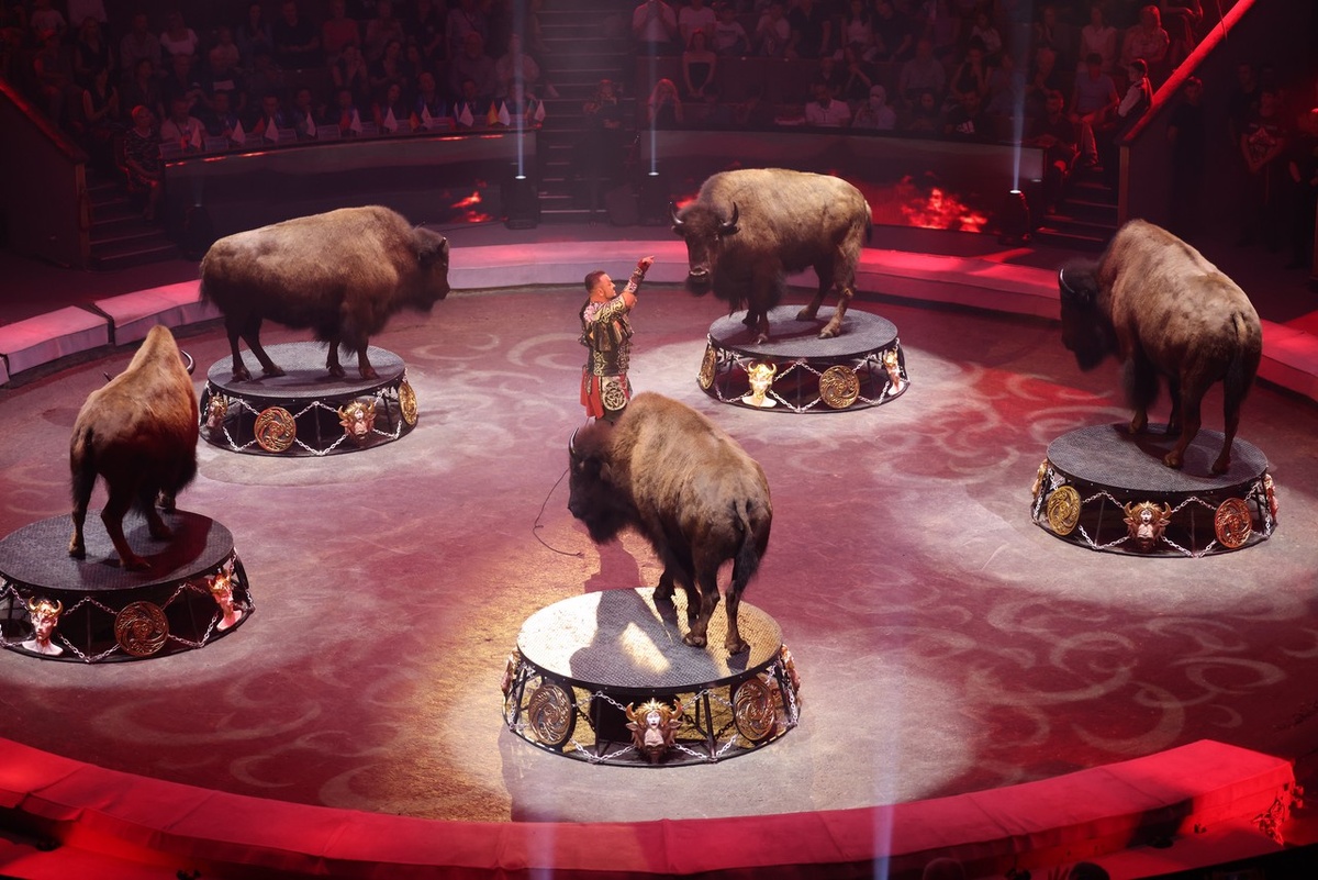 Бизоны в цирке, фото отсюда absatz.media