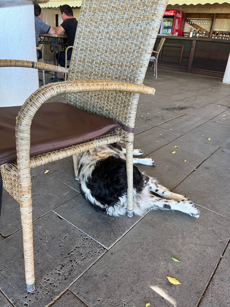 Бездомных собак очень много, но из кафе их не прошагают, люди подкармливают 