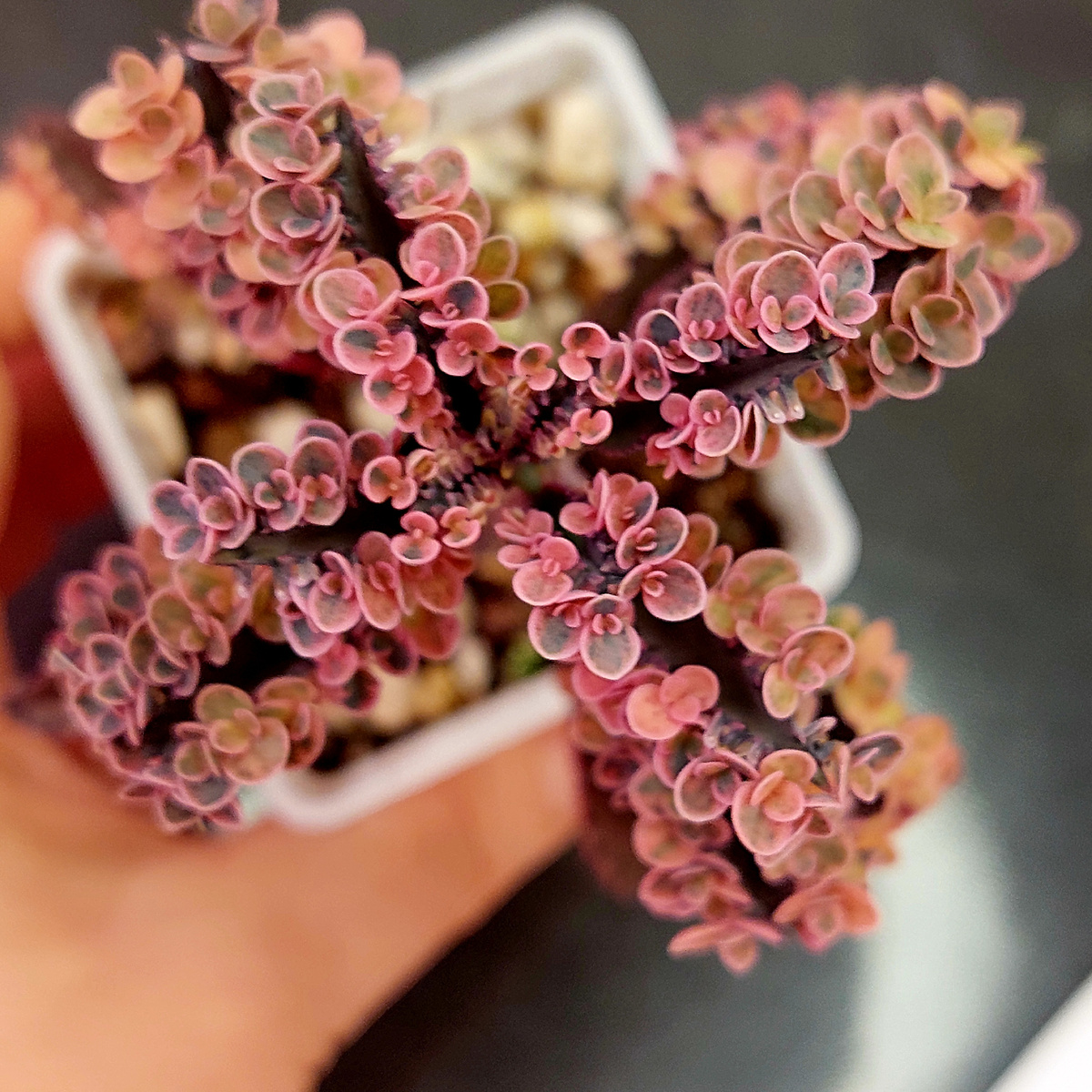 Каланхоэ "Розовые бабочки"