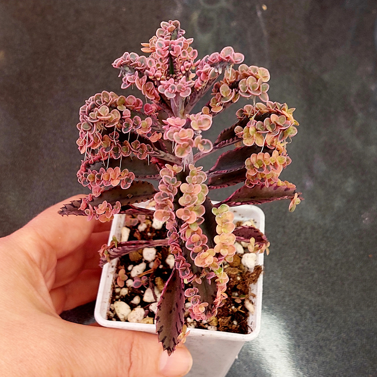 Каланхоэ "Розовые бабочки"