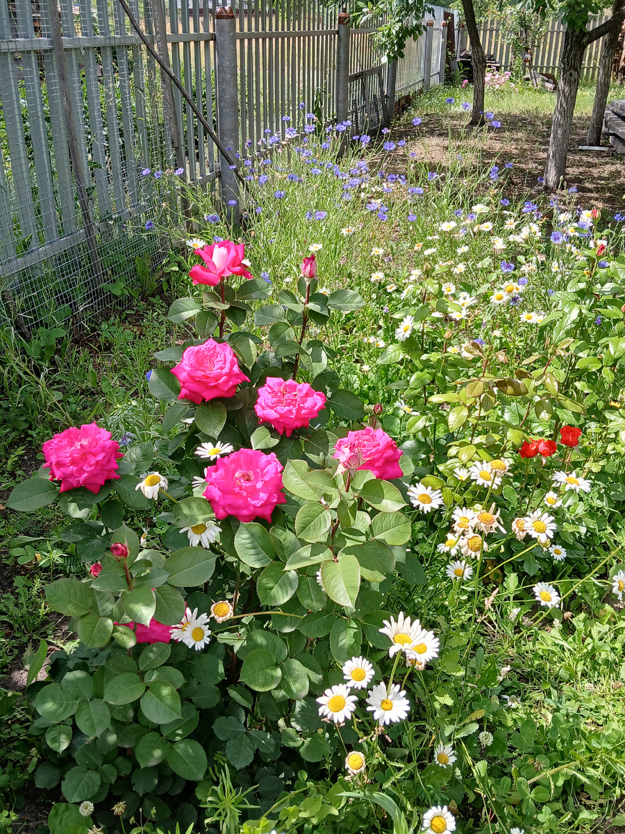 Фото моё как и все  другие. 23.06.2025г.