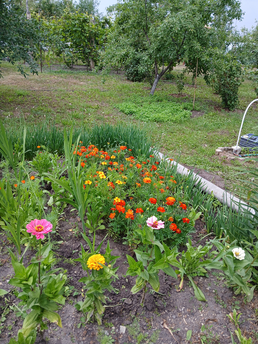 23.06.2025г. Бархатцы. Желто-оранжевая красота будет радовать до осени.