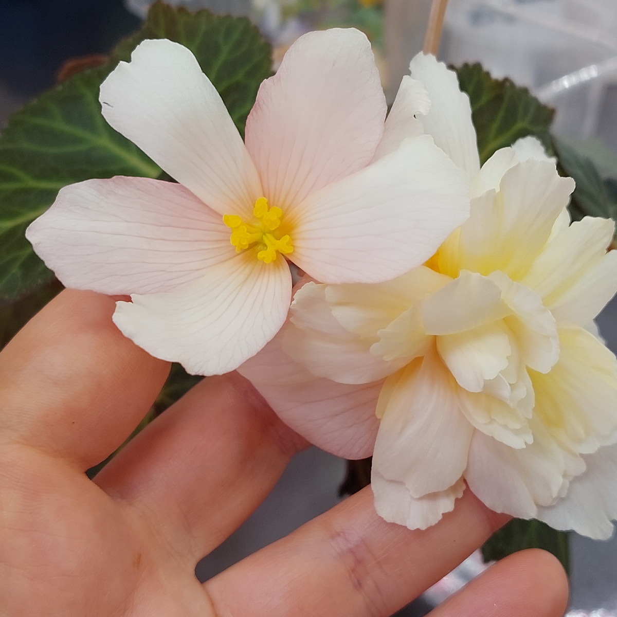 Бегония элатиор Fragrant Peach