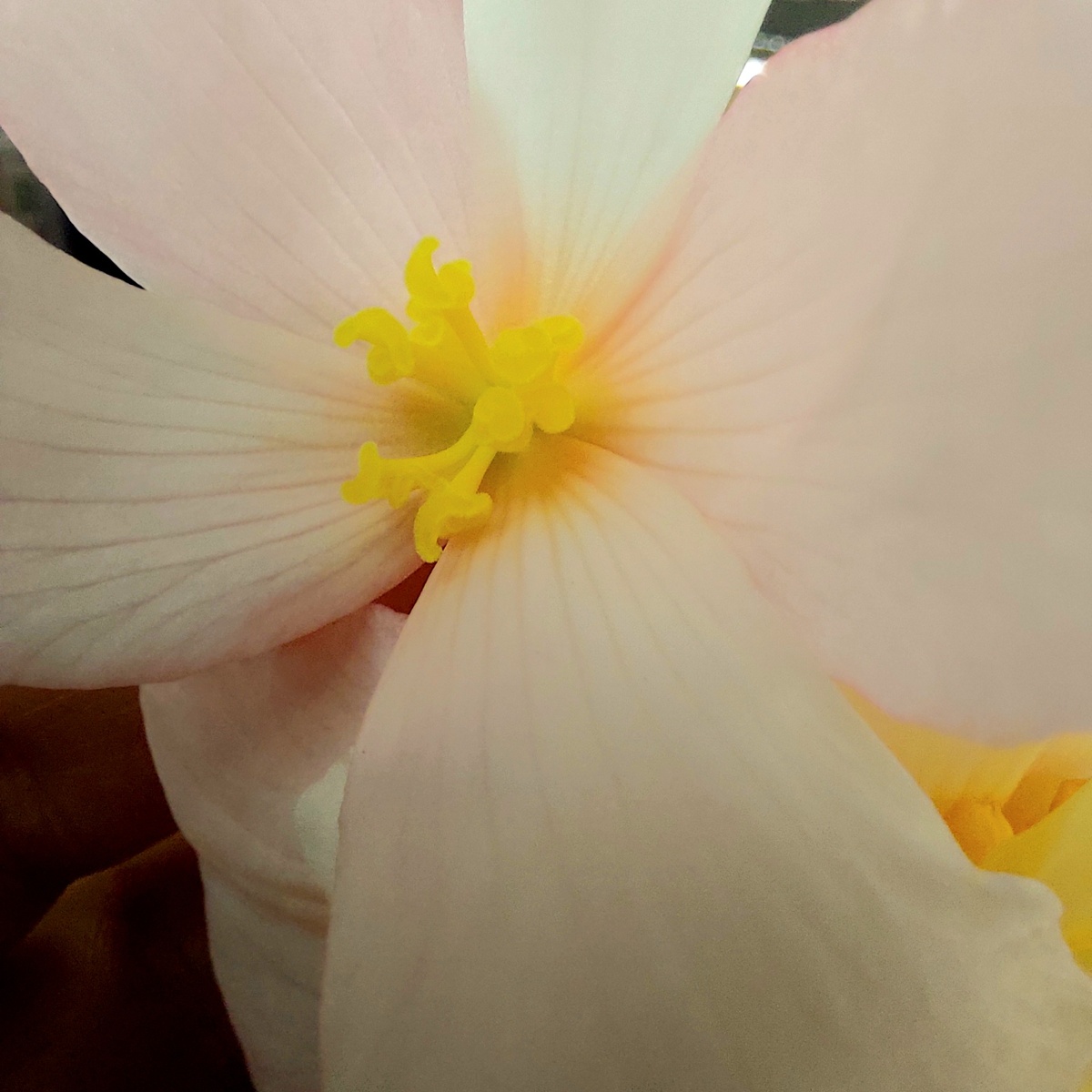 Бегония элатиор Fragrant Peach